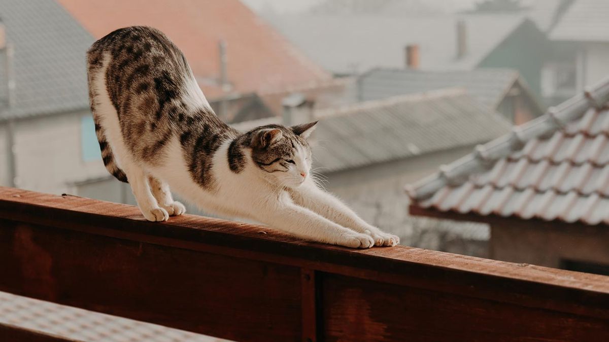 sindrome paracaidas gatos 5