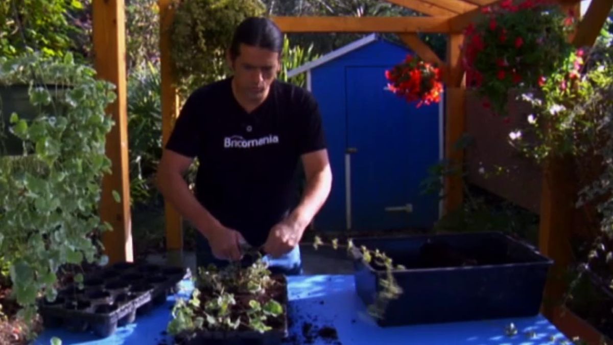 brico 762 reproduccion plantas variegadas