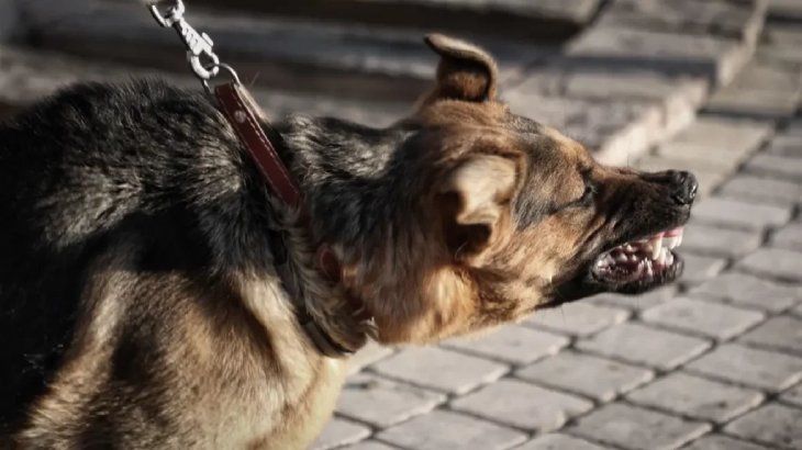 rabia en perros 4