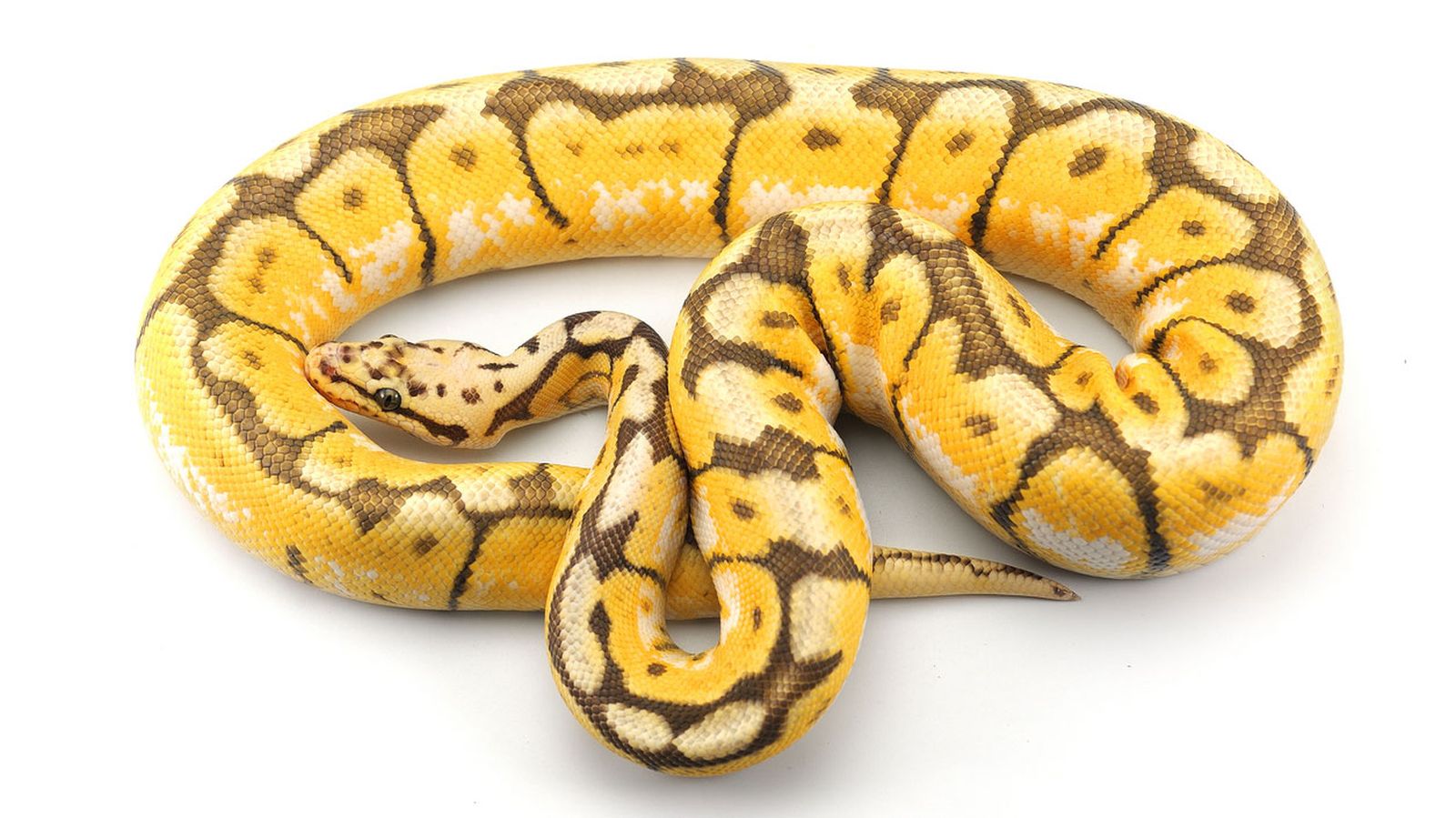 piton bola amarillo