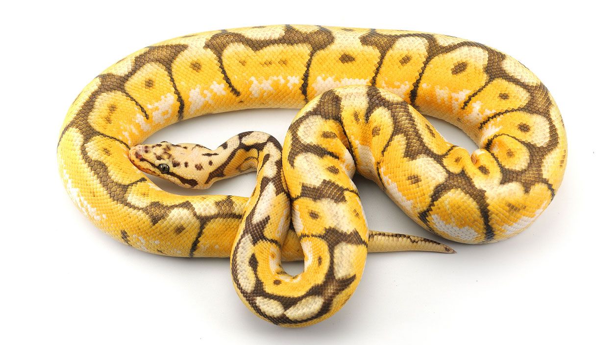 piton bola amarillo