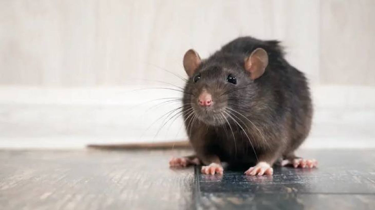 animales que empiezan por r rata (1)