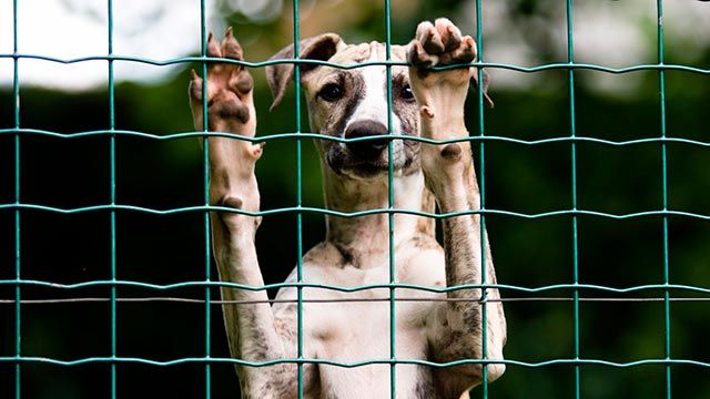 maltrato perros caza