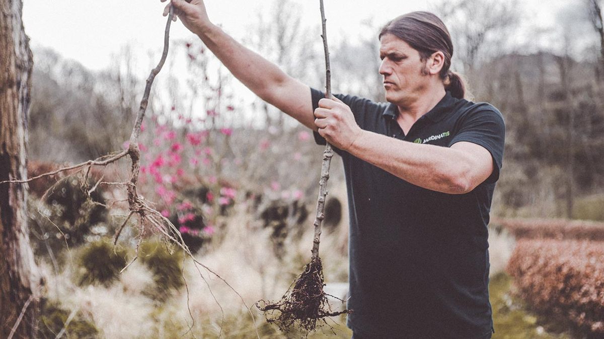 brico 1022 manzano injertado sobre un pie franco de manzano silvestre