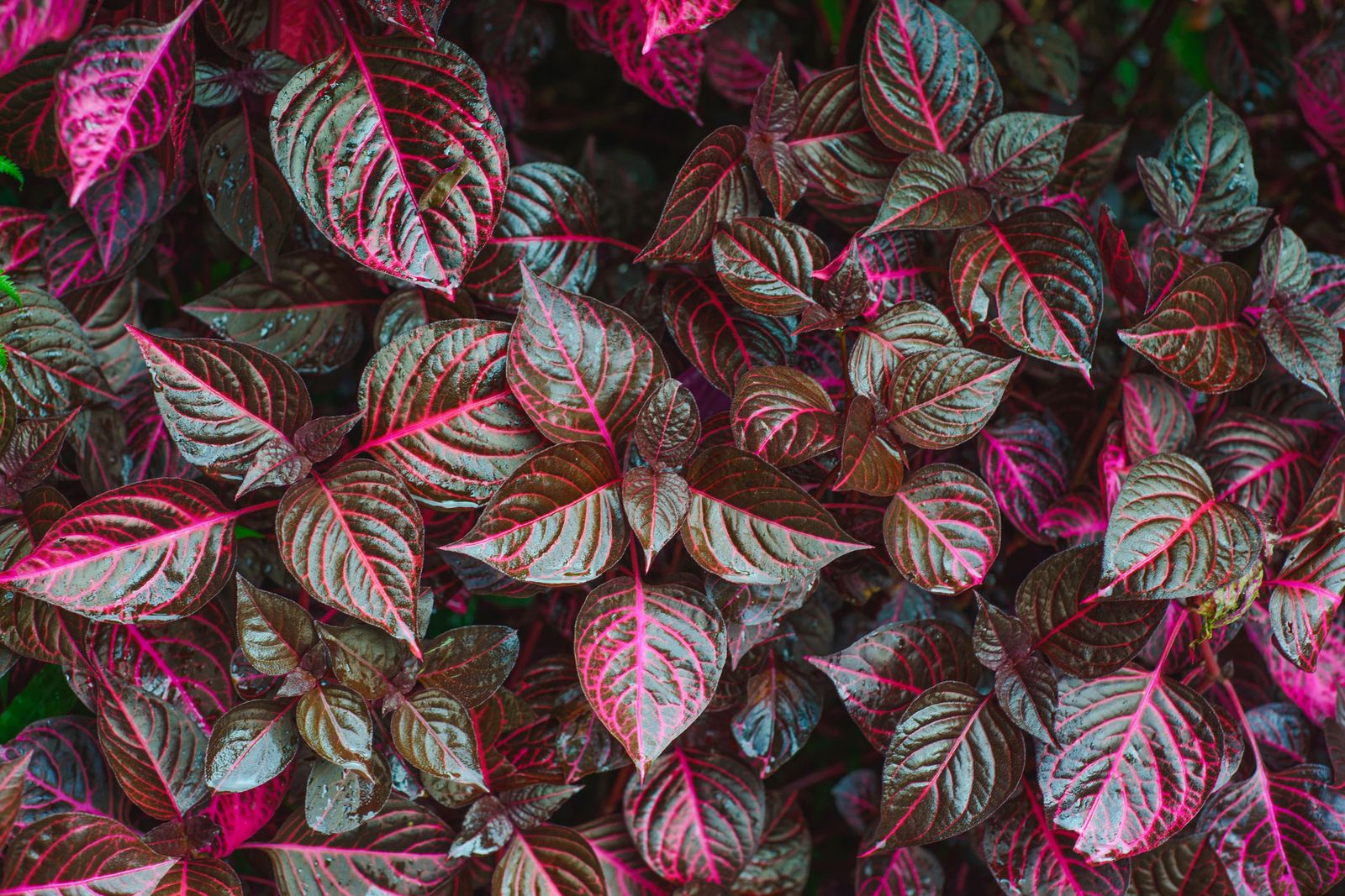 Reproducir Iresine herbstii mediante esquejes de agua