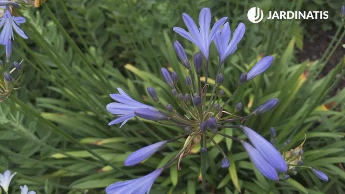 variedad peter pan agapanthus jardinatis