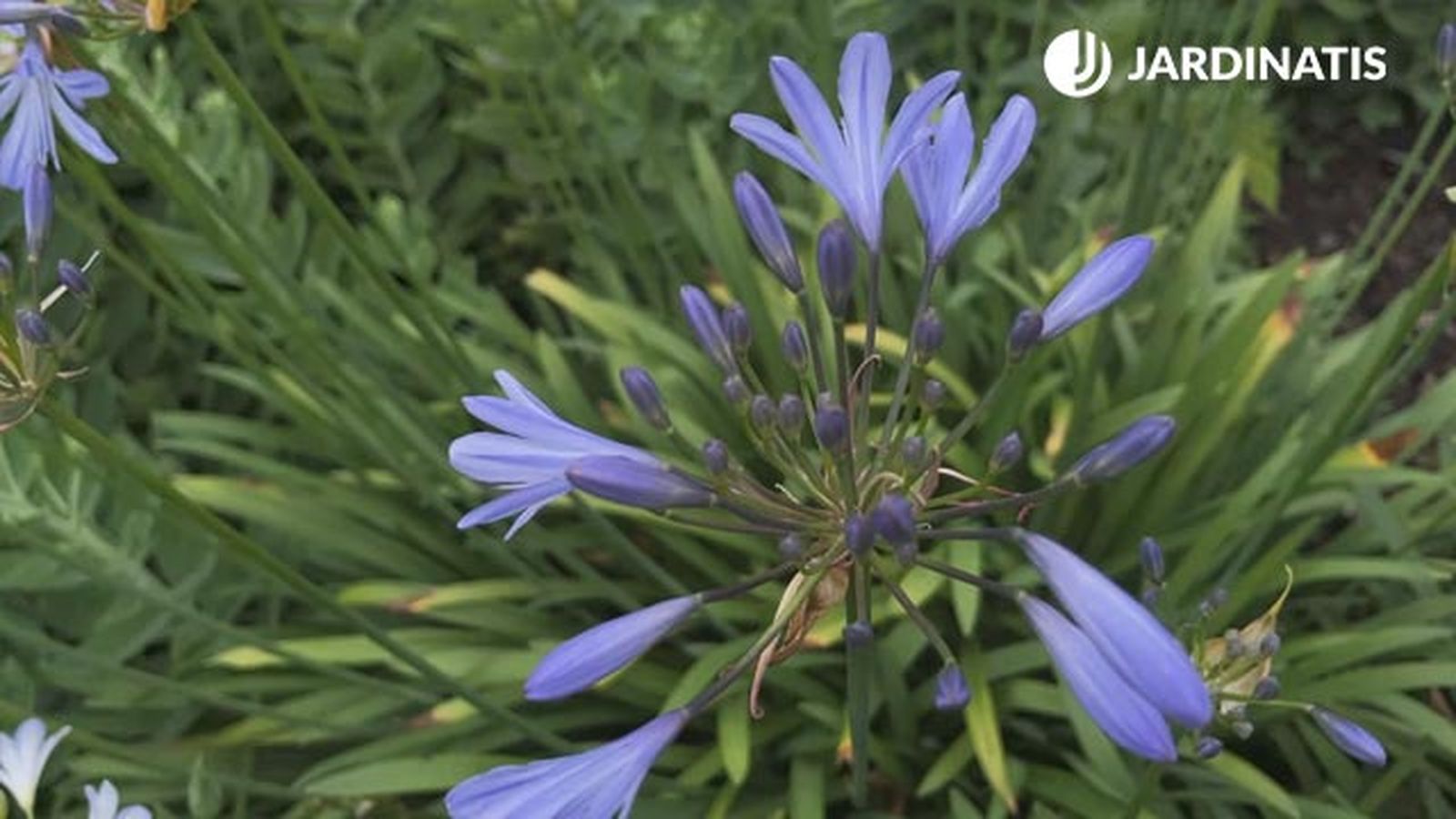 variedad peter pan agapanthus jardinatis