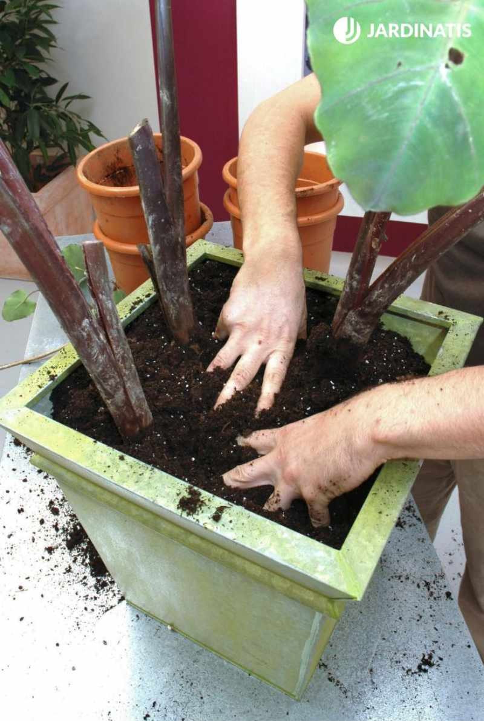 Plantación de la Alocasia