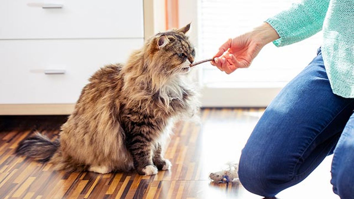 snacks ideales gatos 2 gato olfateando