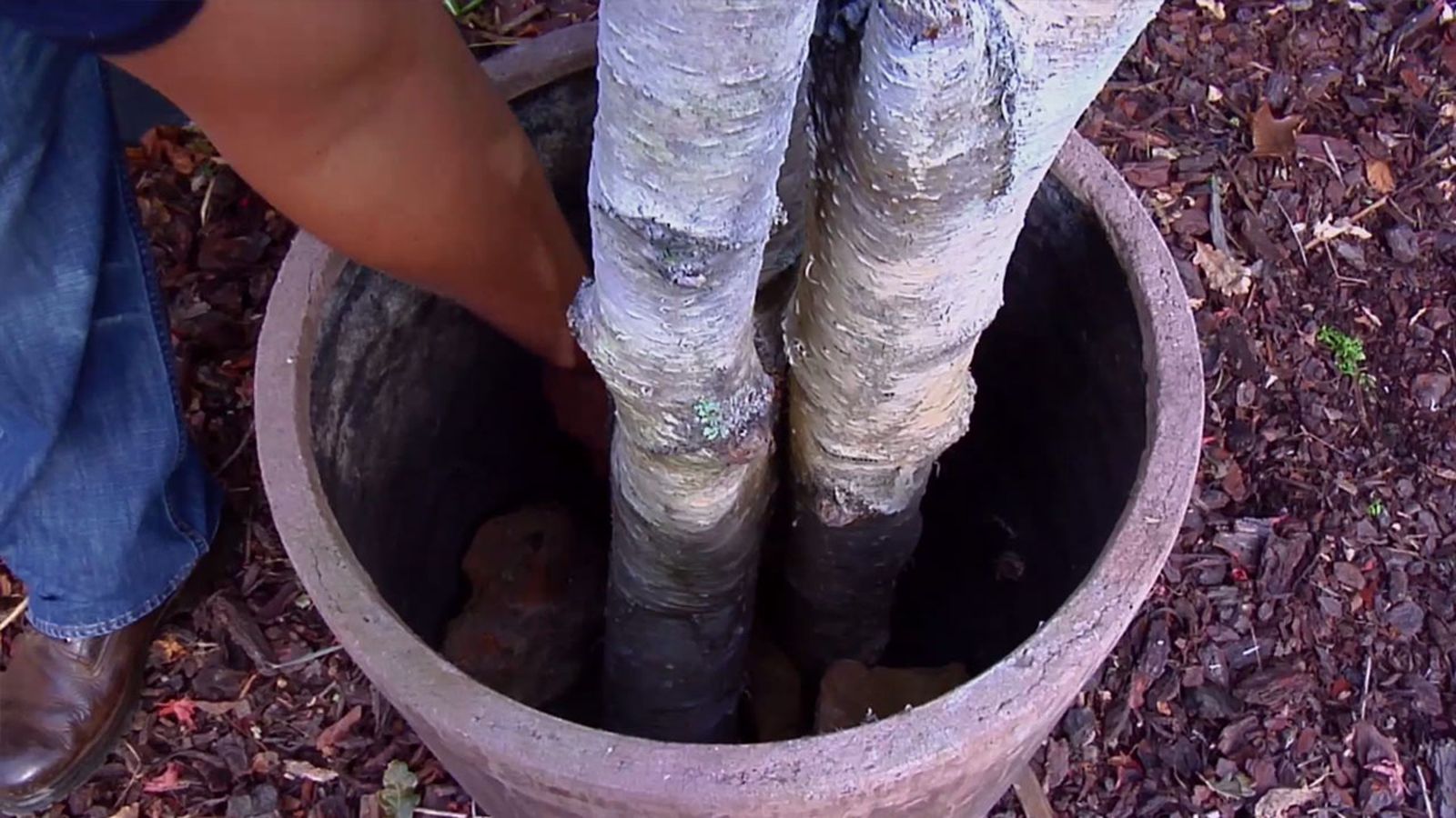 BRICO_JARDIN_851_Arbol navideño con troncos de abedul piedras