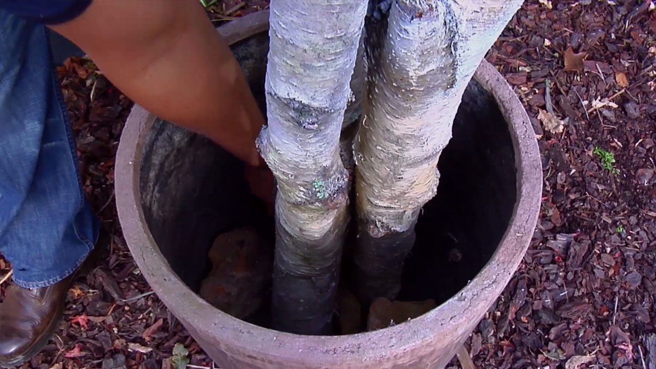 BRICO_JARDIN_851_Arbol navideño con troncos de abedul piedras
