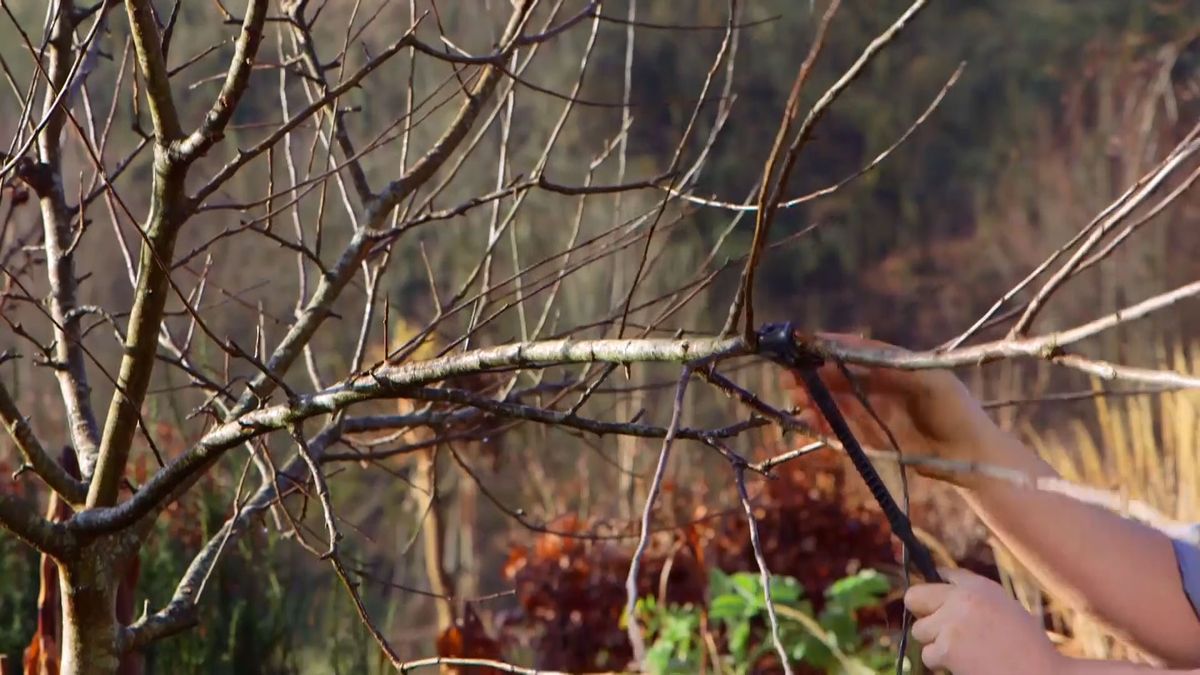 brico 983 3 conseguir manzano frutos paso2