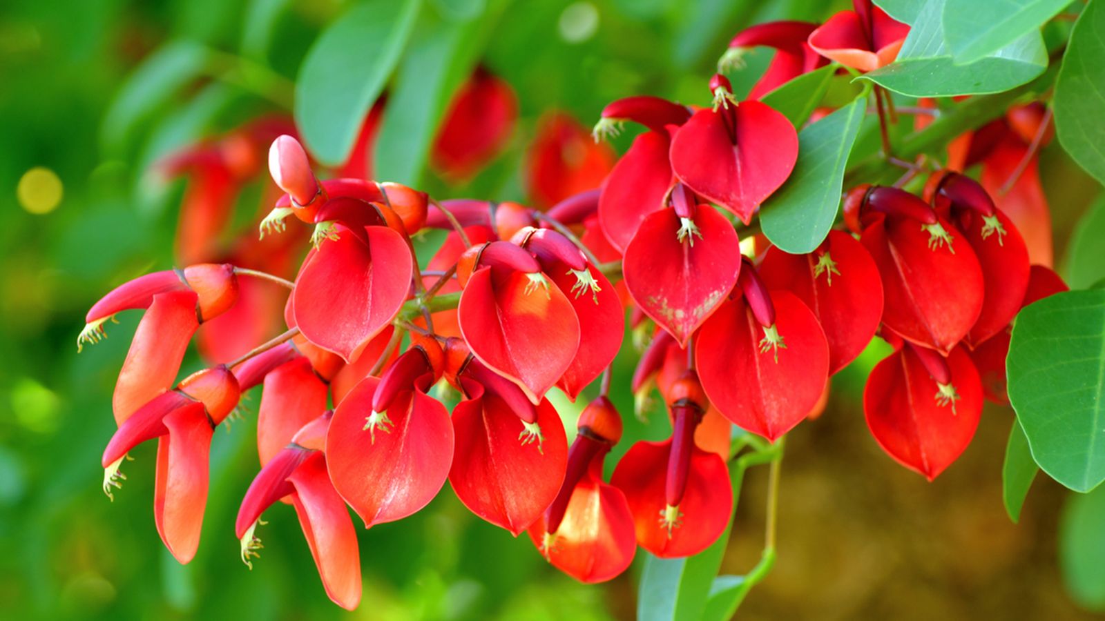 ceibo flor nacional argentina xl