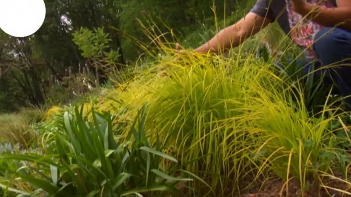 DEKO_JARDIN_537_Carex elata Aurea