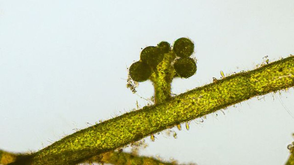 micrografía de las especies de vaucheria microalga marina