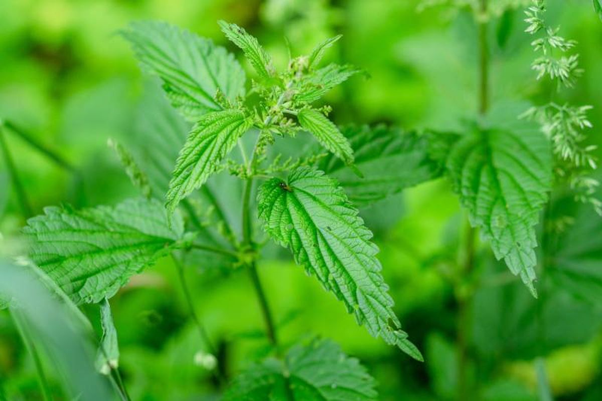 Esta planta es considerada como una de las más peligrosas del mundo.