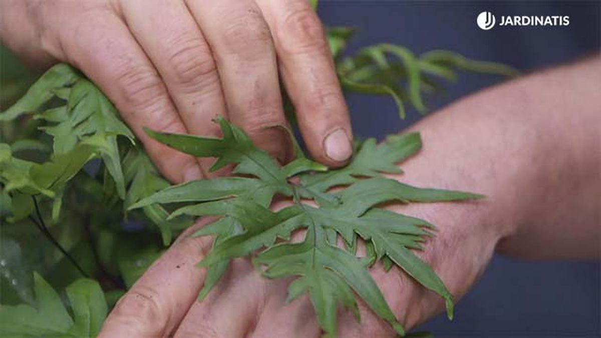 Helecho Doryopteris pedata