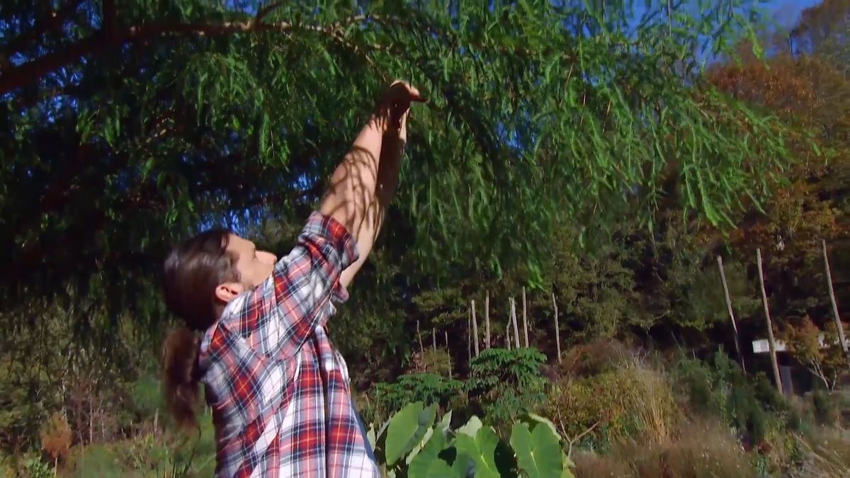 deco 675 taxodium mucronatum poda