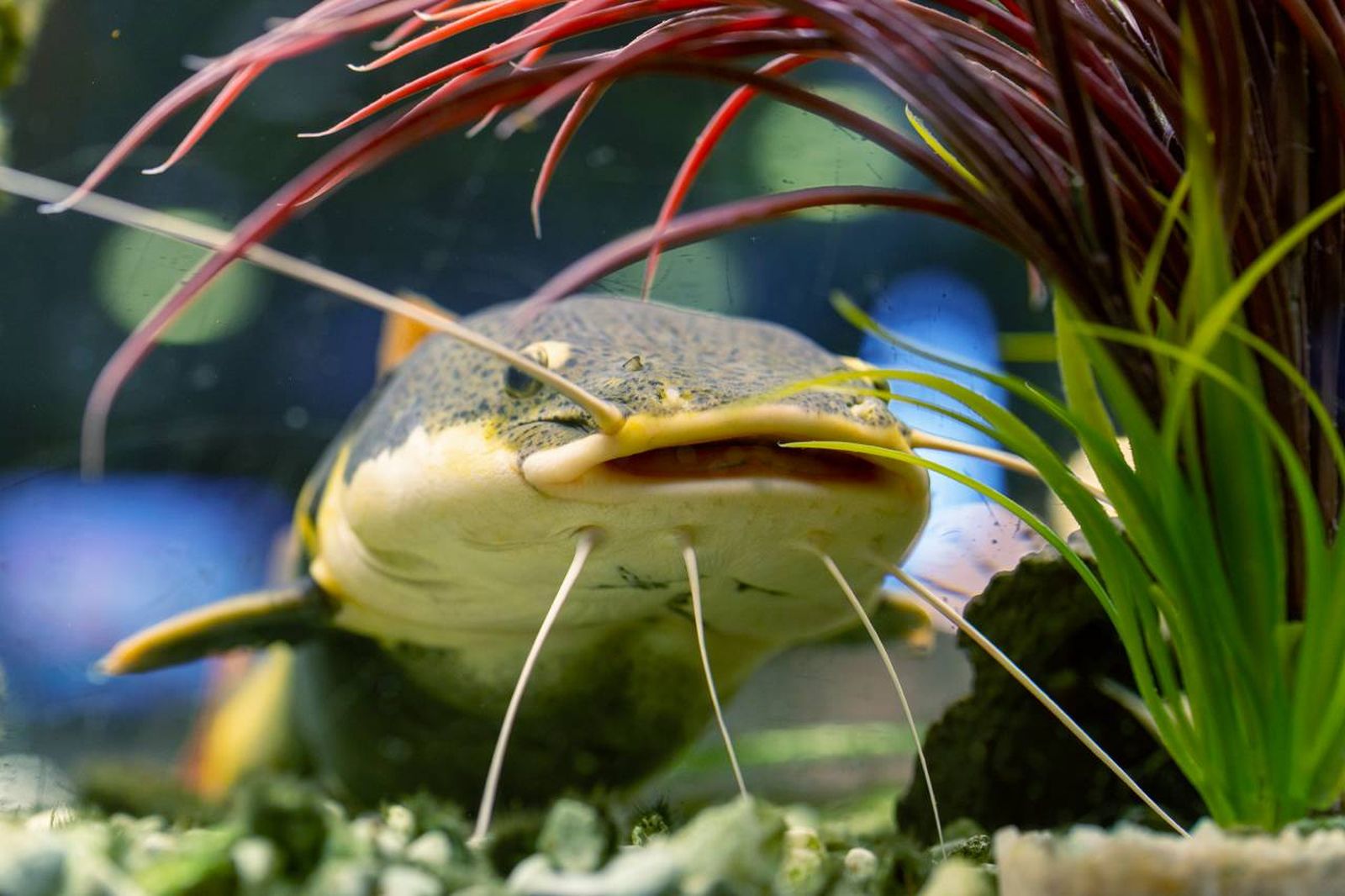 Los peces gato presentan una gran variedad de formas y tamaños.