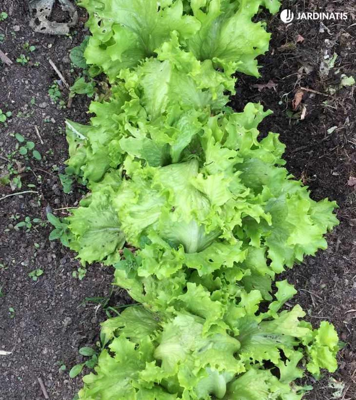 Plantas de lechuga en la huerta