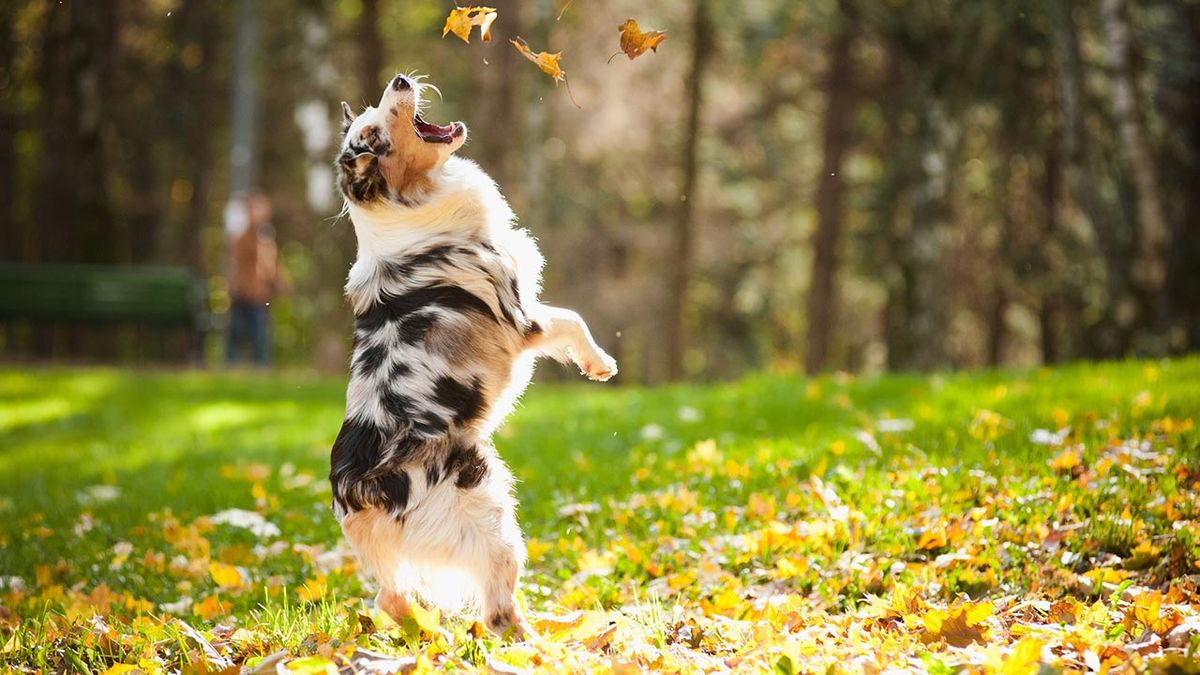 nutrientes necearios pelo perro 1