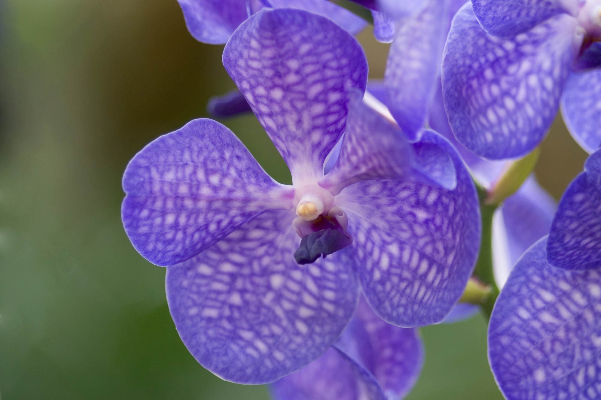 orquidea aerea xl