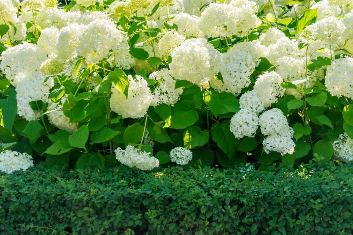 Hydrangea arborescens