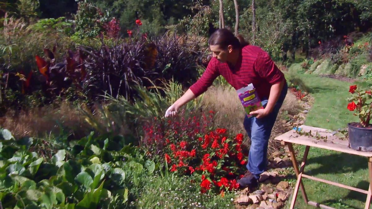deco667 jardineria lobelia cardinalis plagas