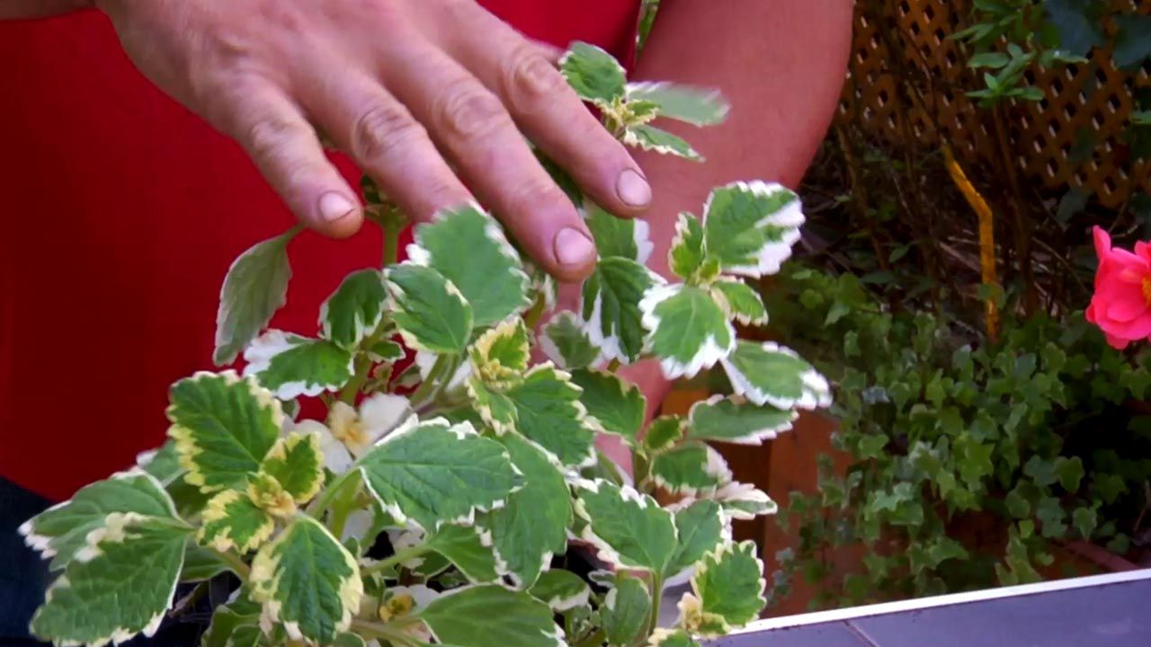 brico 794 jardin plantas colgantes verano incienso
