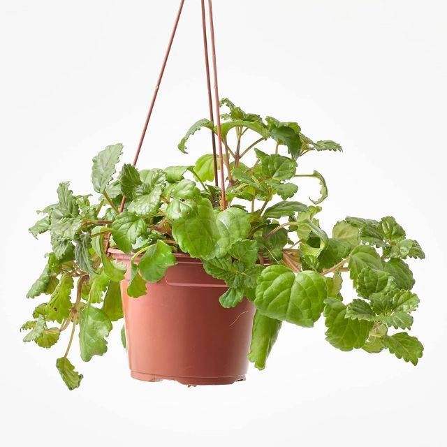 planta del dinero verdecora amazon