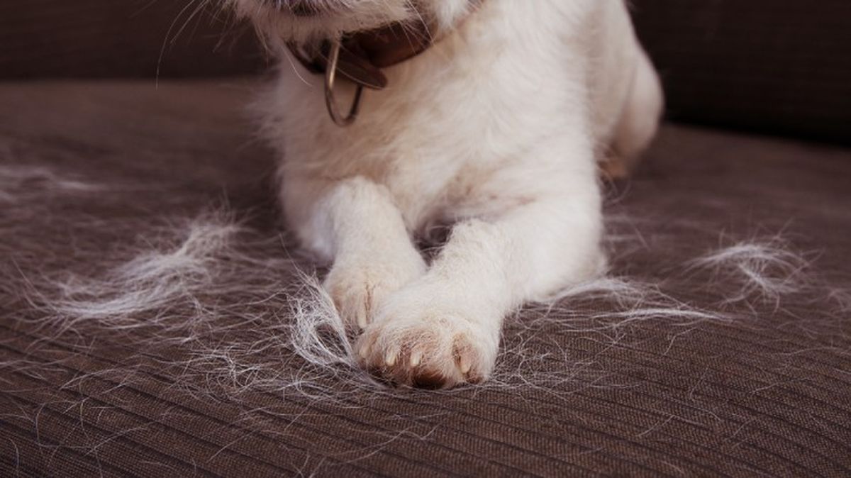 kit de limpieza para mascotas amazon 4