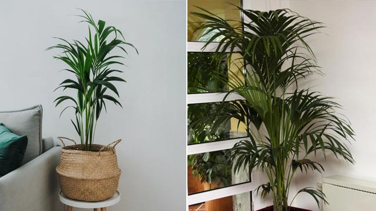 La kentia es una palmera de interior muy popular