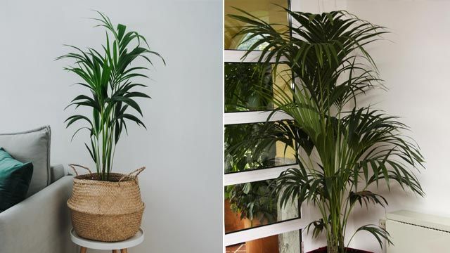 La kentia es una palmera de interior muy popular