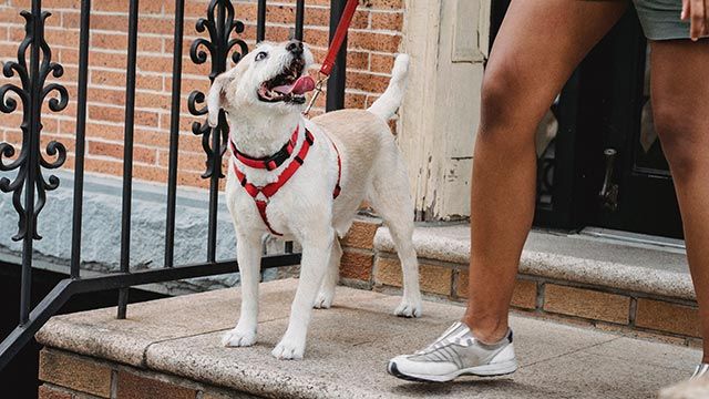 elegir collar arne perro 2