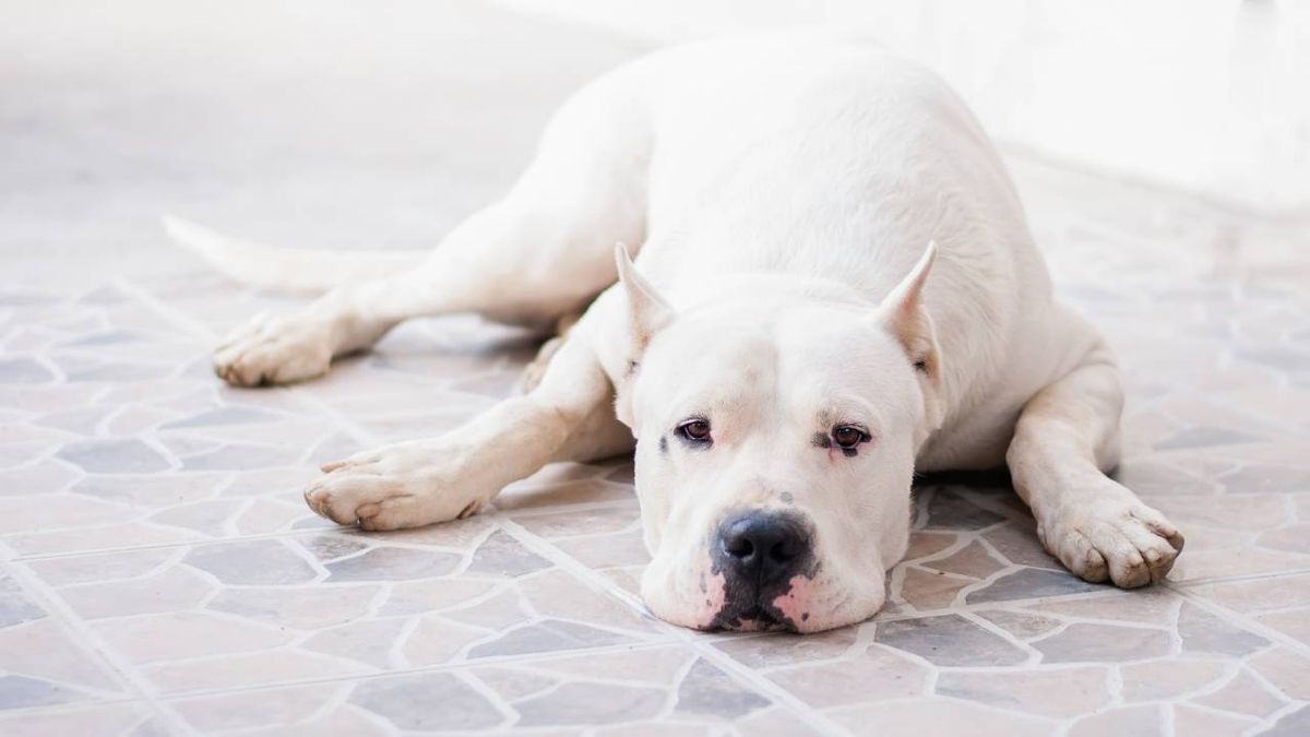 razas de perro dogo argentino