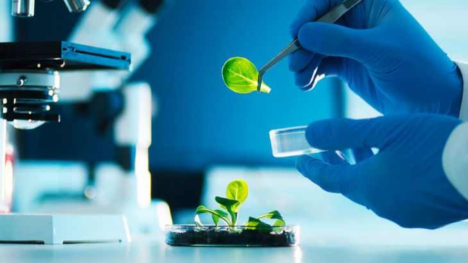 Analizando brotes en microscopio