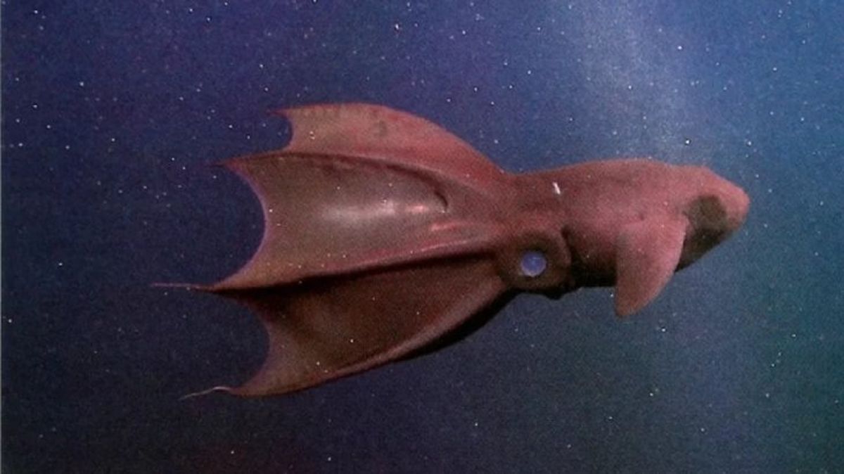 animales mas raros del mundo calamar vampiro