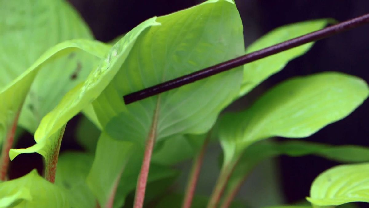 bBrico 953 3 cinta cobre plaga caracoles hostas peciolo rojizo