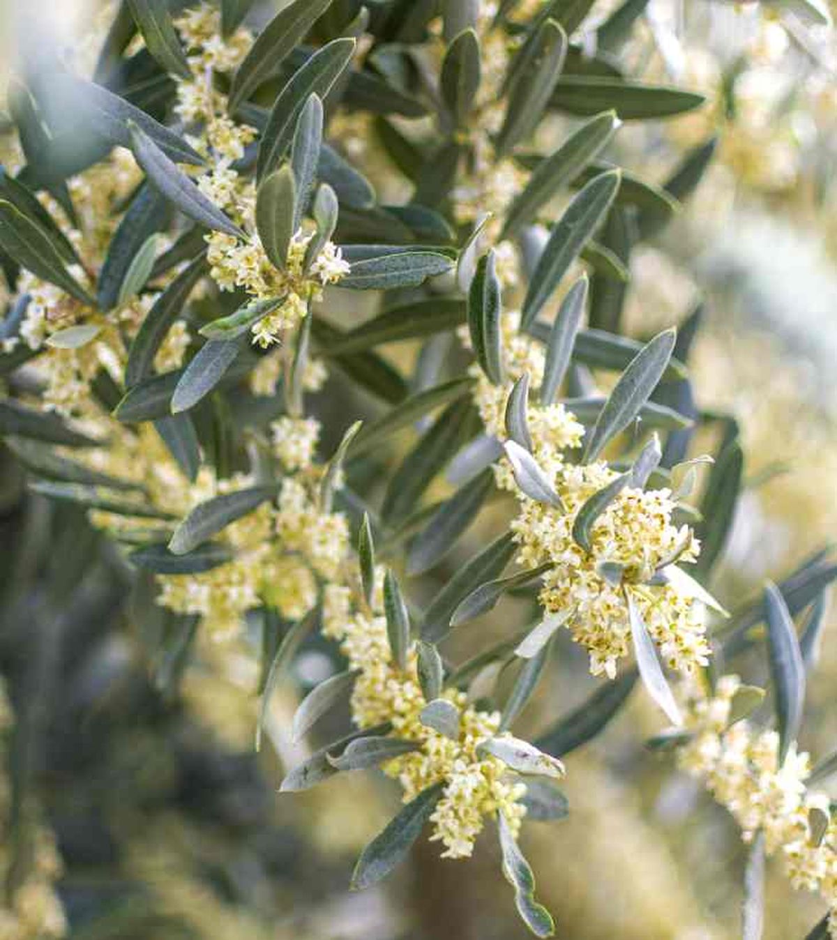 hojas flores de olivo