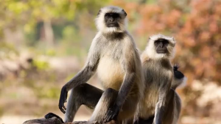 animales que empiezan por w wanderoo