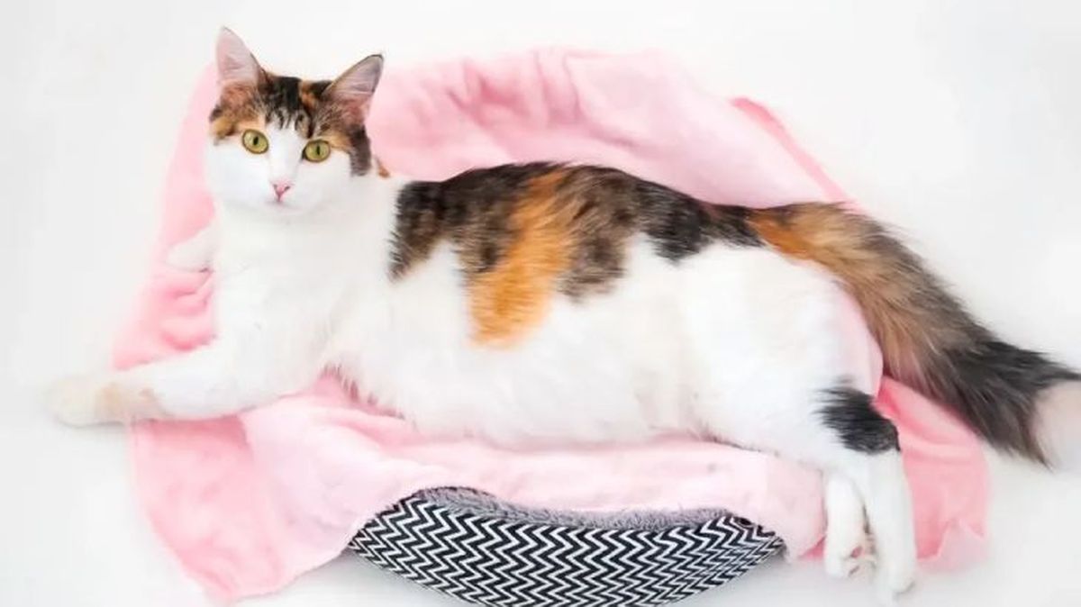 cuanto dura el embarazo de una gata 1