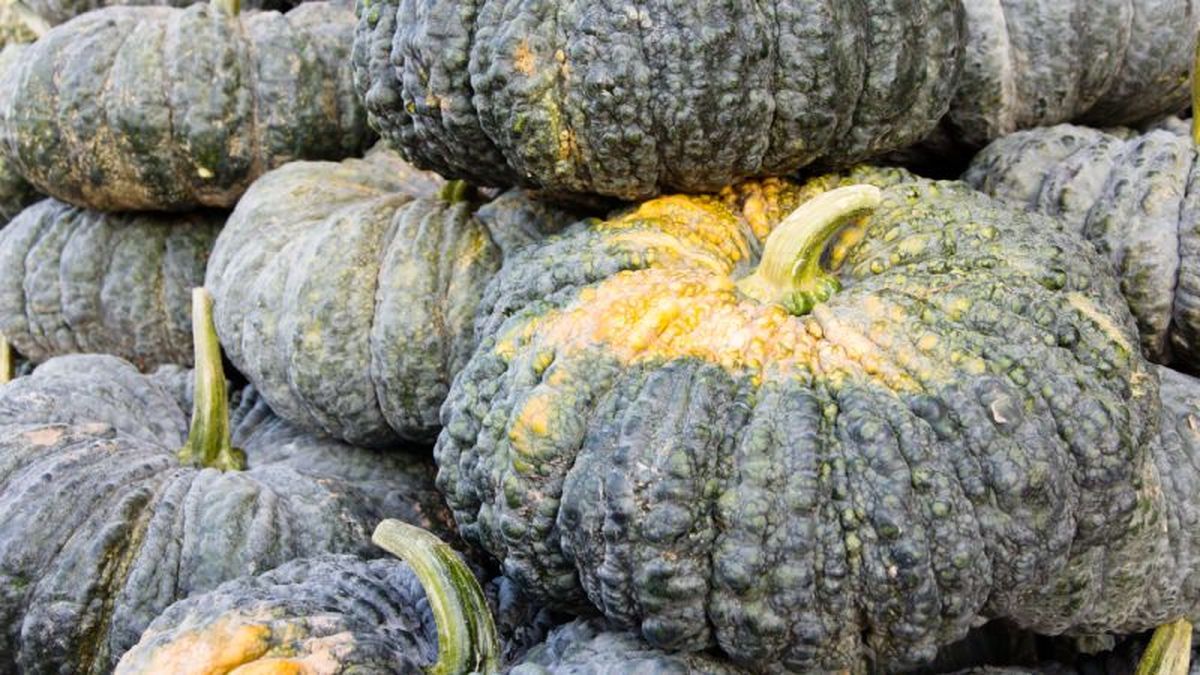 Calabaza italiana