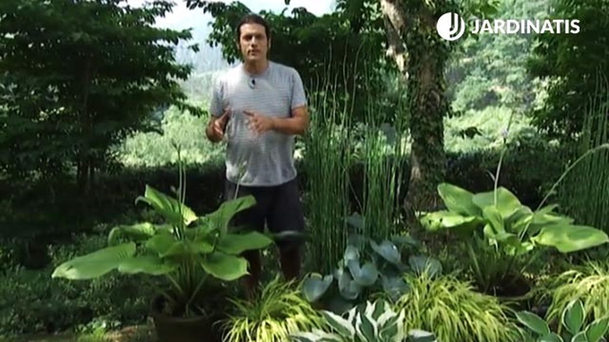 hostas y hermosas deco 454 jardin