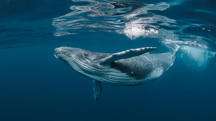 animales marinos 9