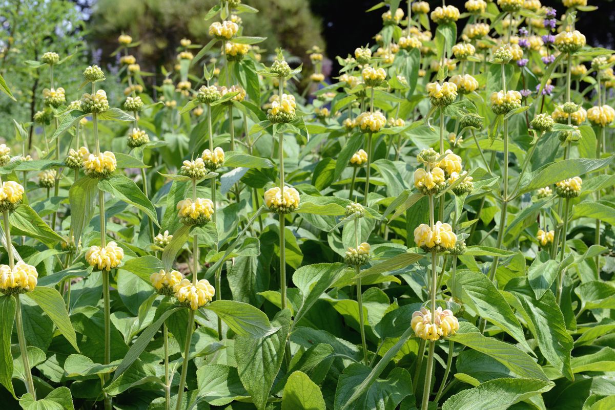 Parterre de plantas vivaces de floración amarilla   Phlomis russeliana