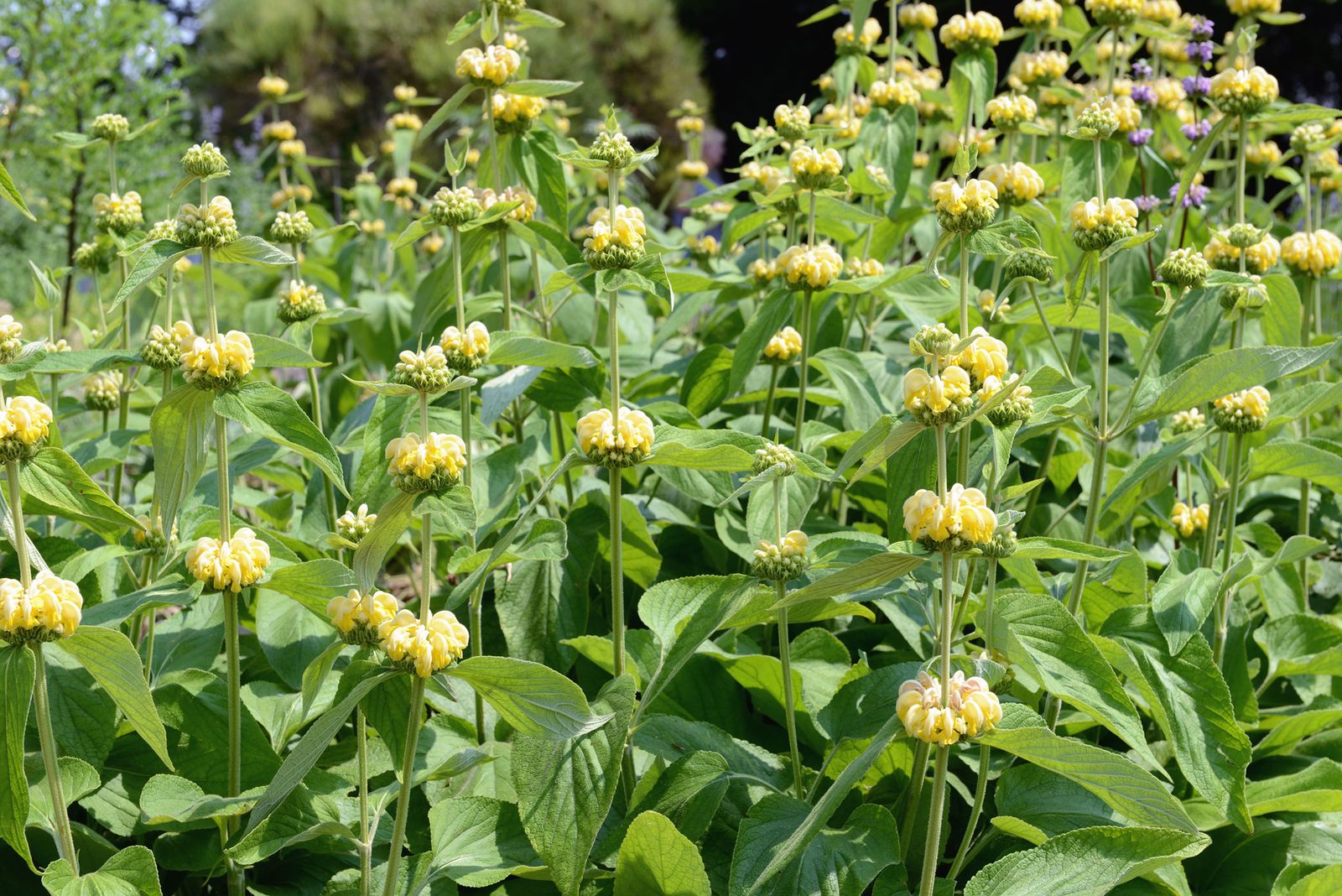 Parterre de plantas vivaces de floración amarilla   Phlomis russeliana