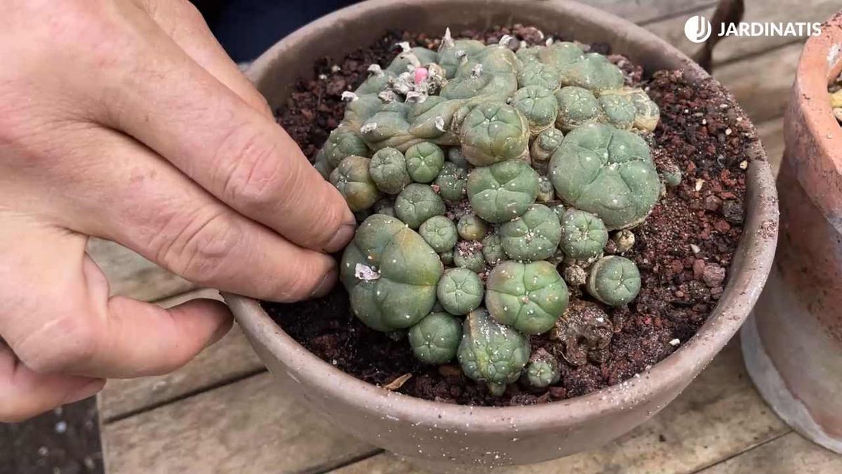 Cactus peyote en maceta