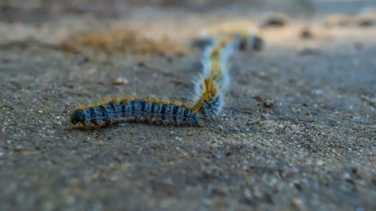 oruga procesionaria y perros ok