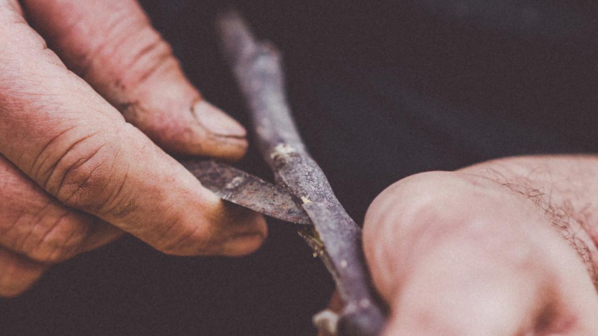 brico 1022 manzano injertado 2