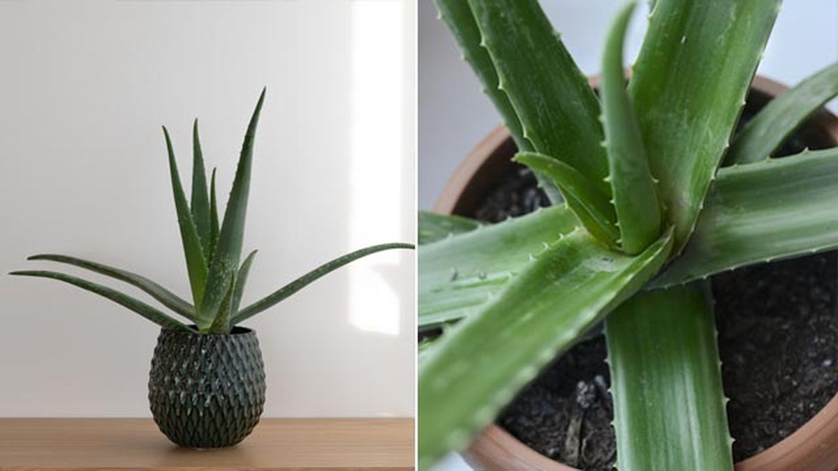El aloe vera cuenta con unas virtudes medicinales increíbles